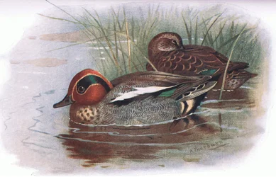 Teal, de British Birds publicado por Longmans, 1932